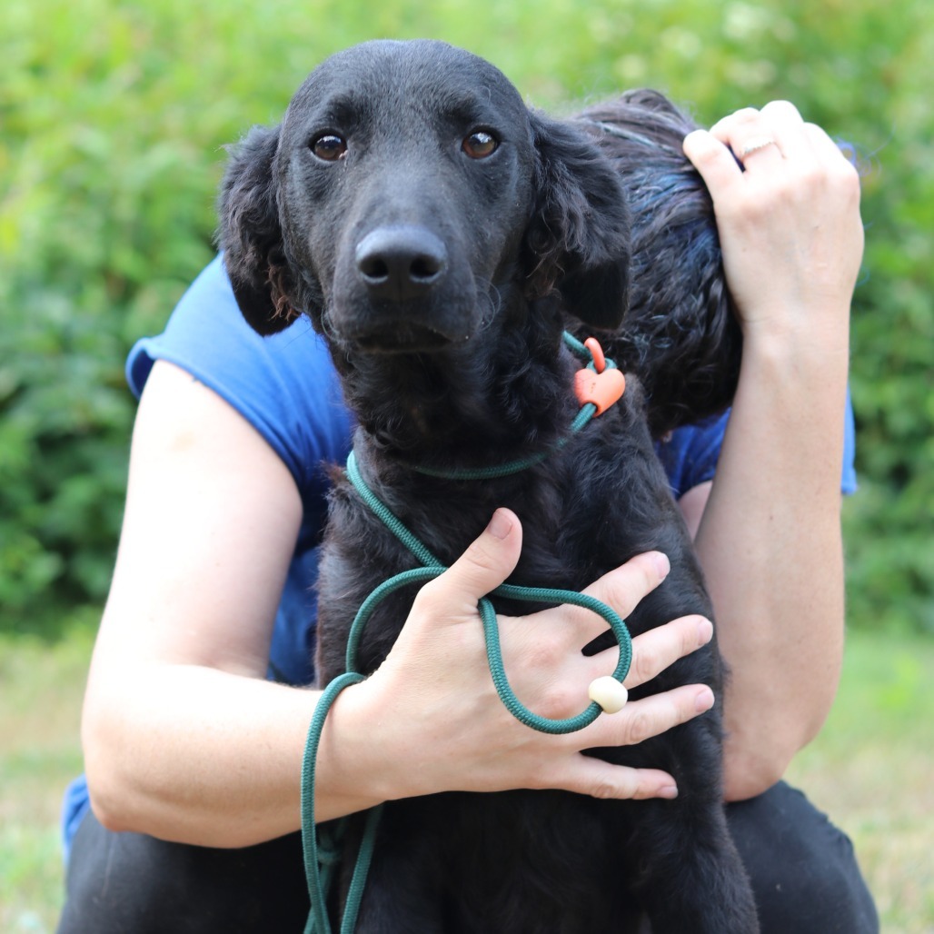 CT Iman, an adoptable Chesapeake Bay Retriever, Setter in Stormville, NY, 12582 | Photo Image 3