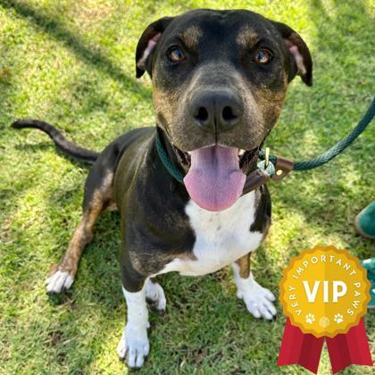 Angelique, an adoptable Pit Bull Terrier, Mixed Breed in Honolulu, HI, 96826 | Photo Image 1