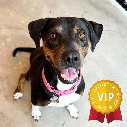 Angelique, an adoptable Pit Bull Terrier, Mixed Breed in Honolulu, HI, 96826 | Photo Image 2
