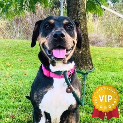 Angelique, an adoptable Pit Bull Terrier, Mixed Breed in Honolulu, HI, 96826 | Photo Image 3