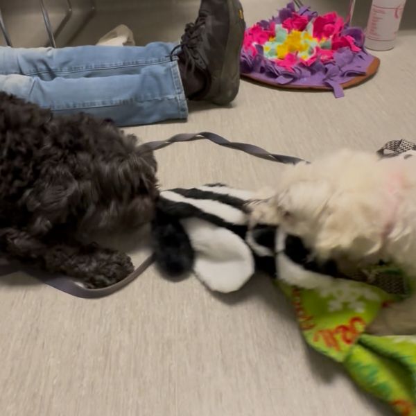 Jax Bonded W/ Lola thumbnail 2