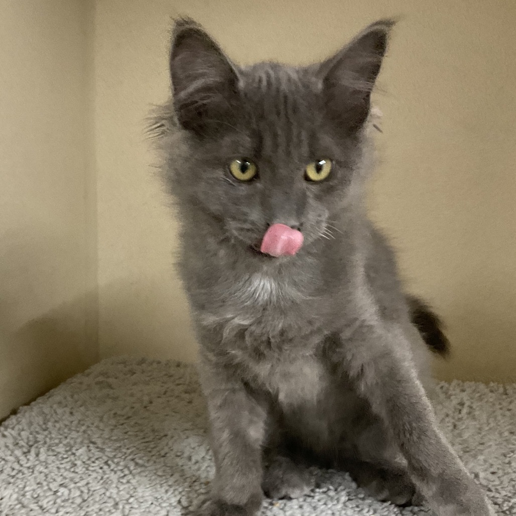 Nebula (KM 8 (Gray Kitten), an adoptable Domestic Medium Hair in Colorado Springs, CO, 80909 | Photo Image 1