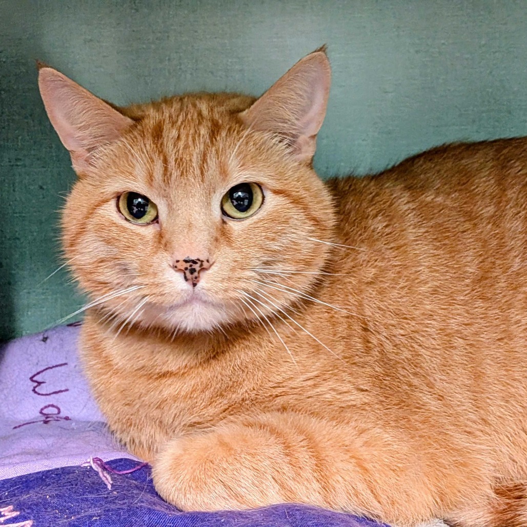 Noodle, an adoptable Domestic Medium Hair in Colorado Springs, CO, 80909 | Photo Image 1