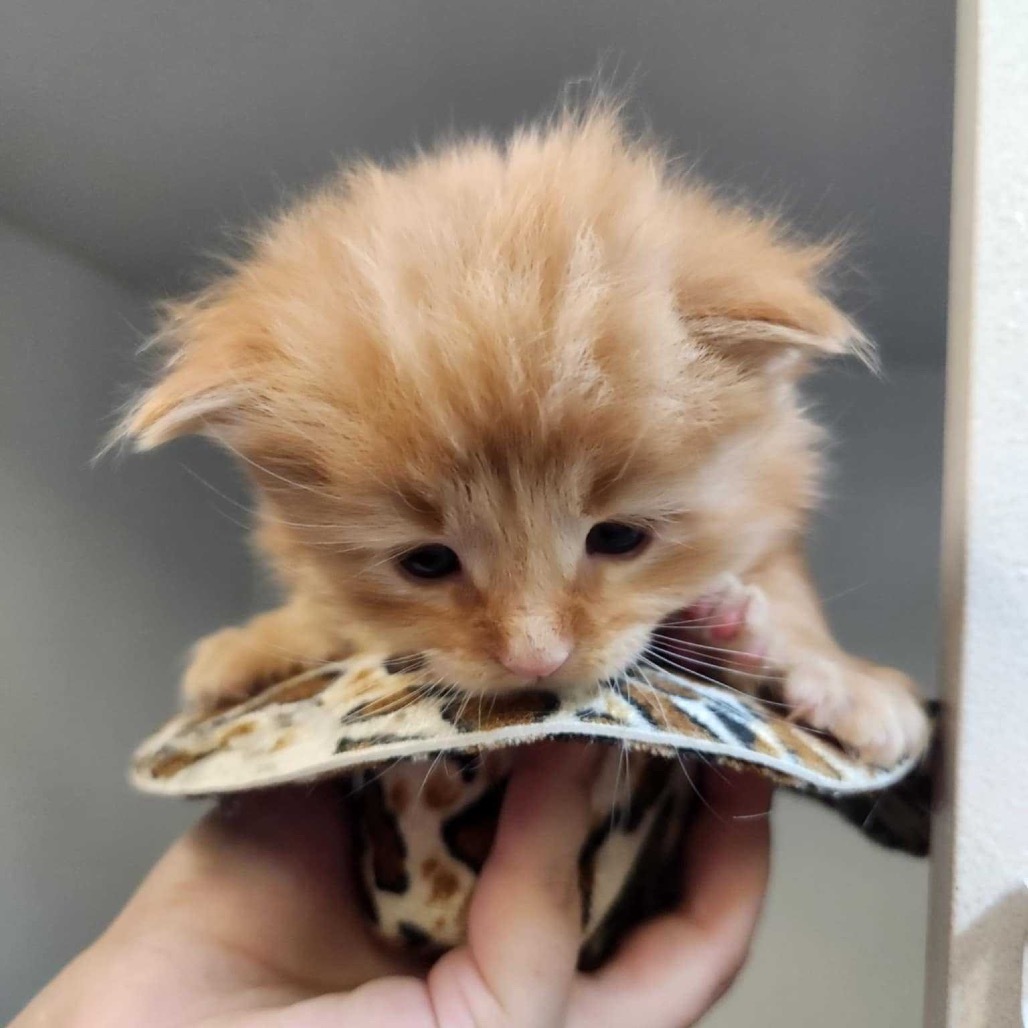 Lyle, an adoptable Domestic Medium Hair in Colorado Springs, CO, 80909 | Photo Image 1