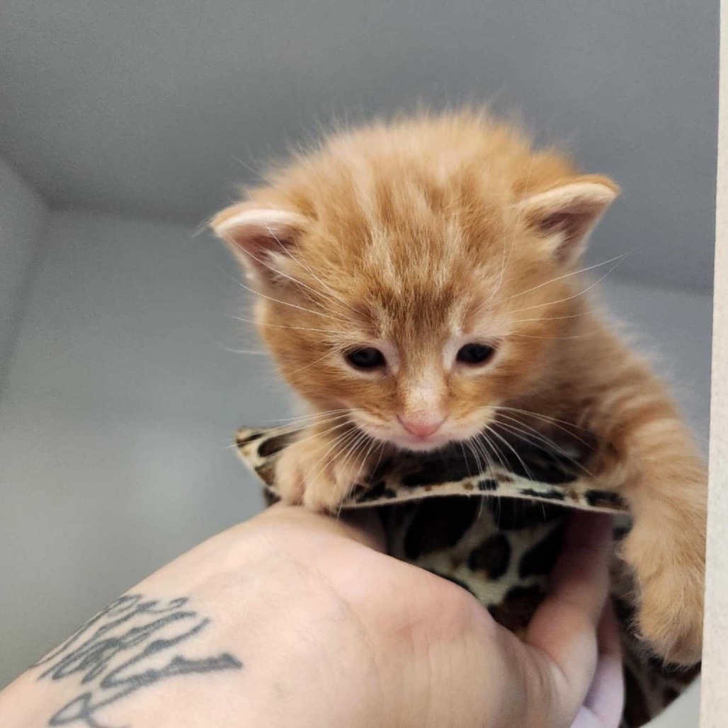 Merle, an adoptable Domestic Short Hair in Colorado Springs, CO, 80909 | Photo Image 1