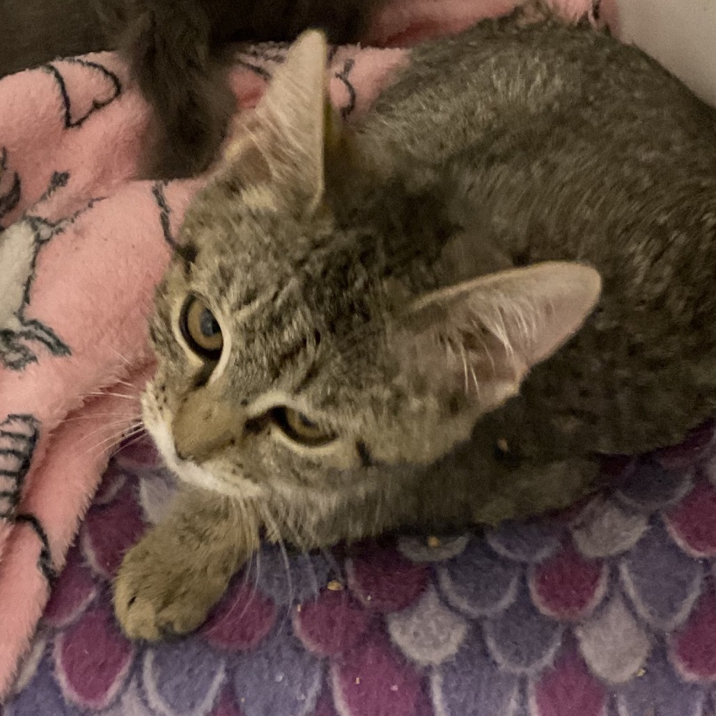 GalaxyKM 9 (Tiger, an adoptable Domestic Short Hair in Colorado Springs, CO, 80909 | Photo Image 1