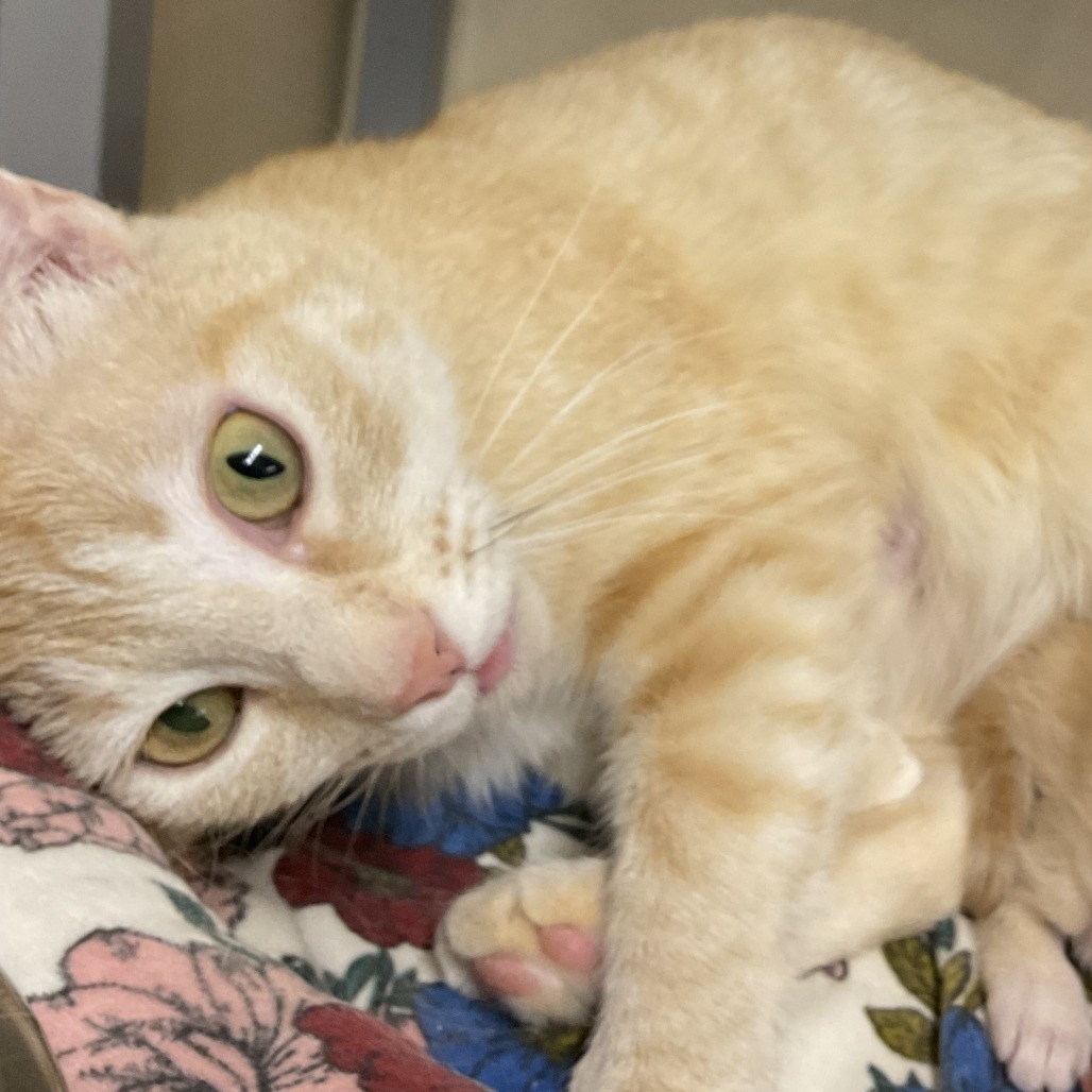 Theodora, an adoptable Domestic Short Hair in Colorado Springs, CO, 80909 | Photo Image 1