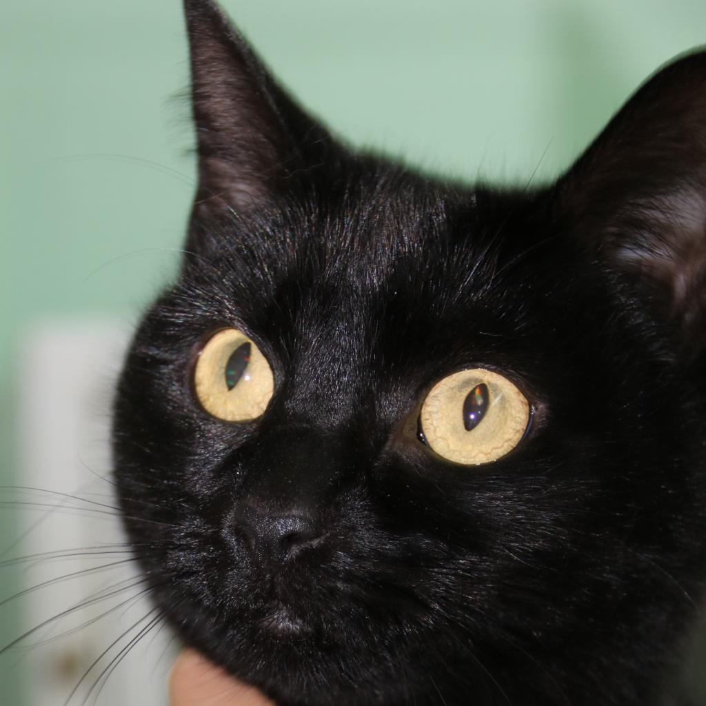 Cataleena, an adoptable Domestic Short Hair in Colorado Springs, CO, 80909 | Photo Image 1