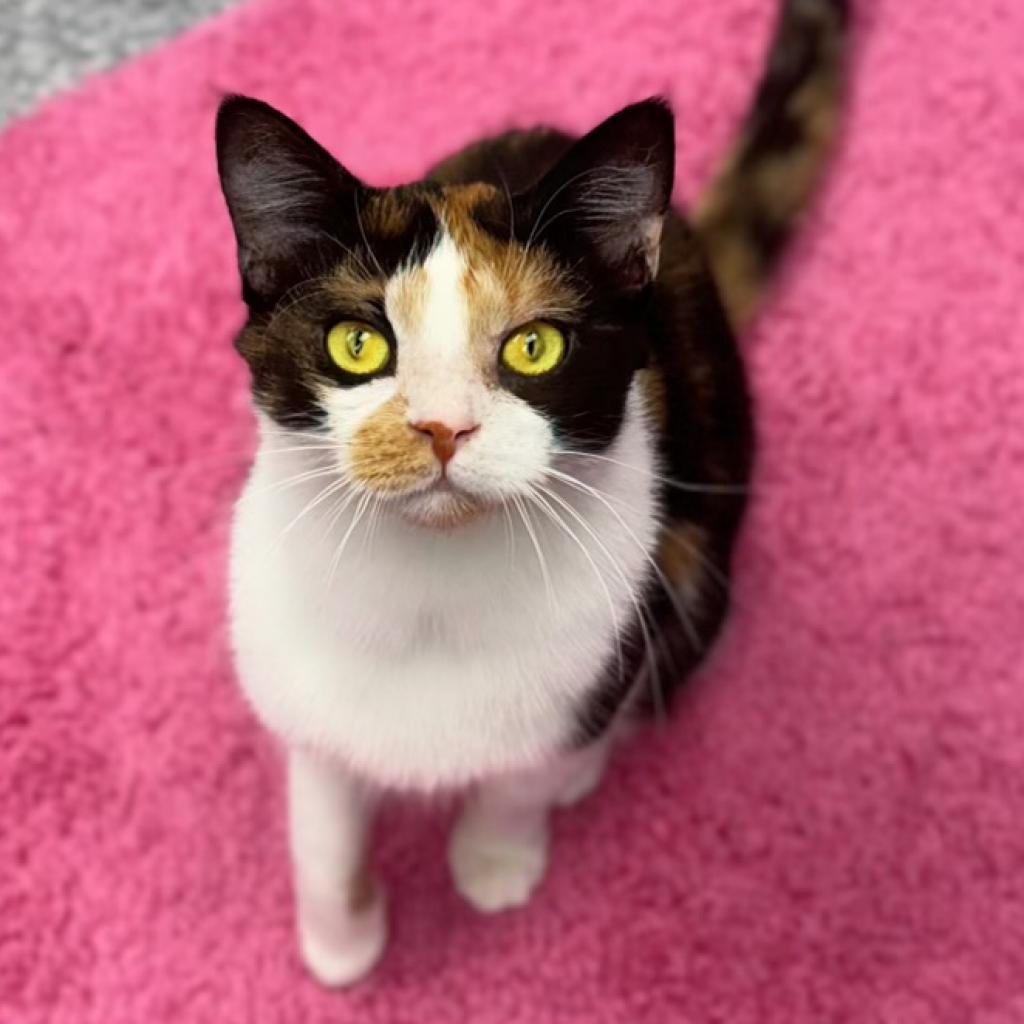 Sweet Martha