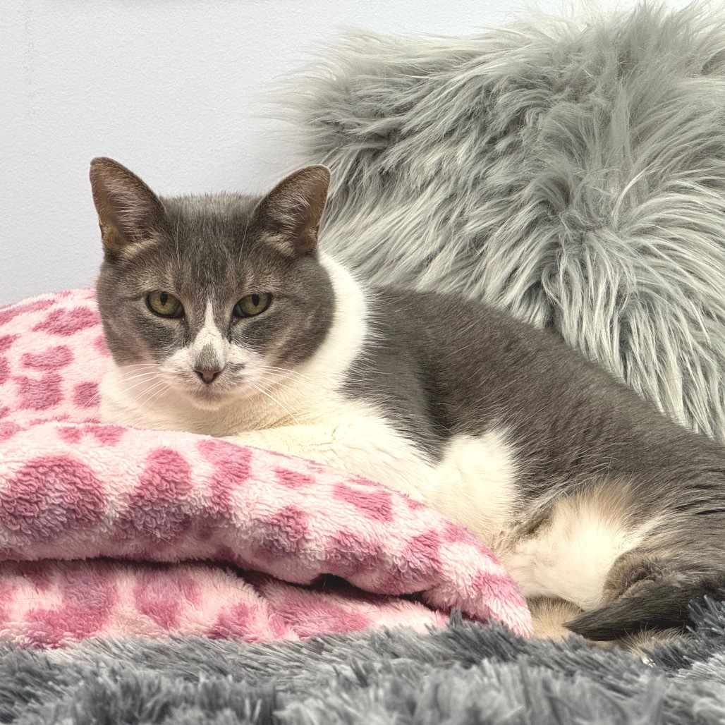 Marmalade