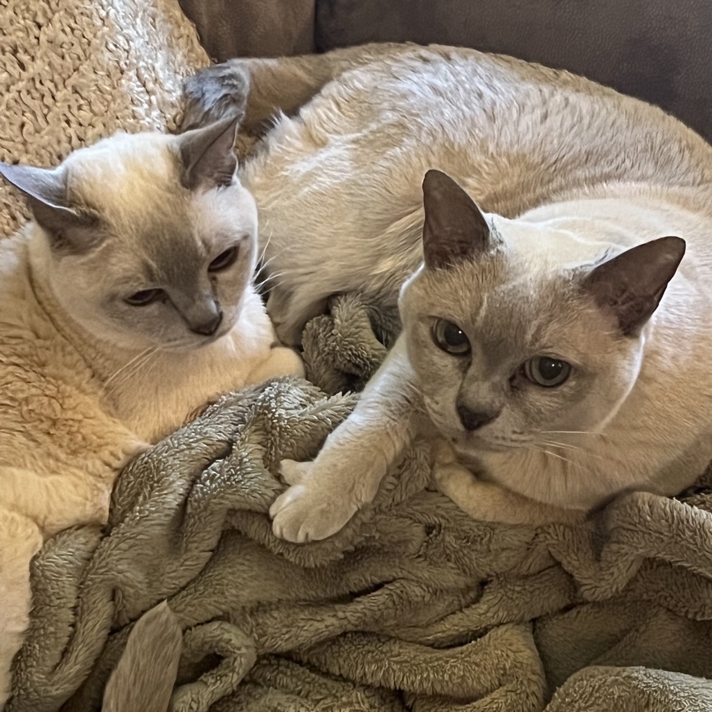 Stella, an adoptable Tonkinese in Rochester, MN, 55903 | Photo Image 1