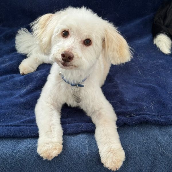Benny