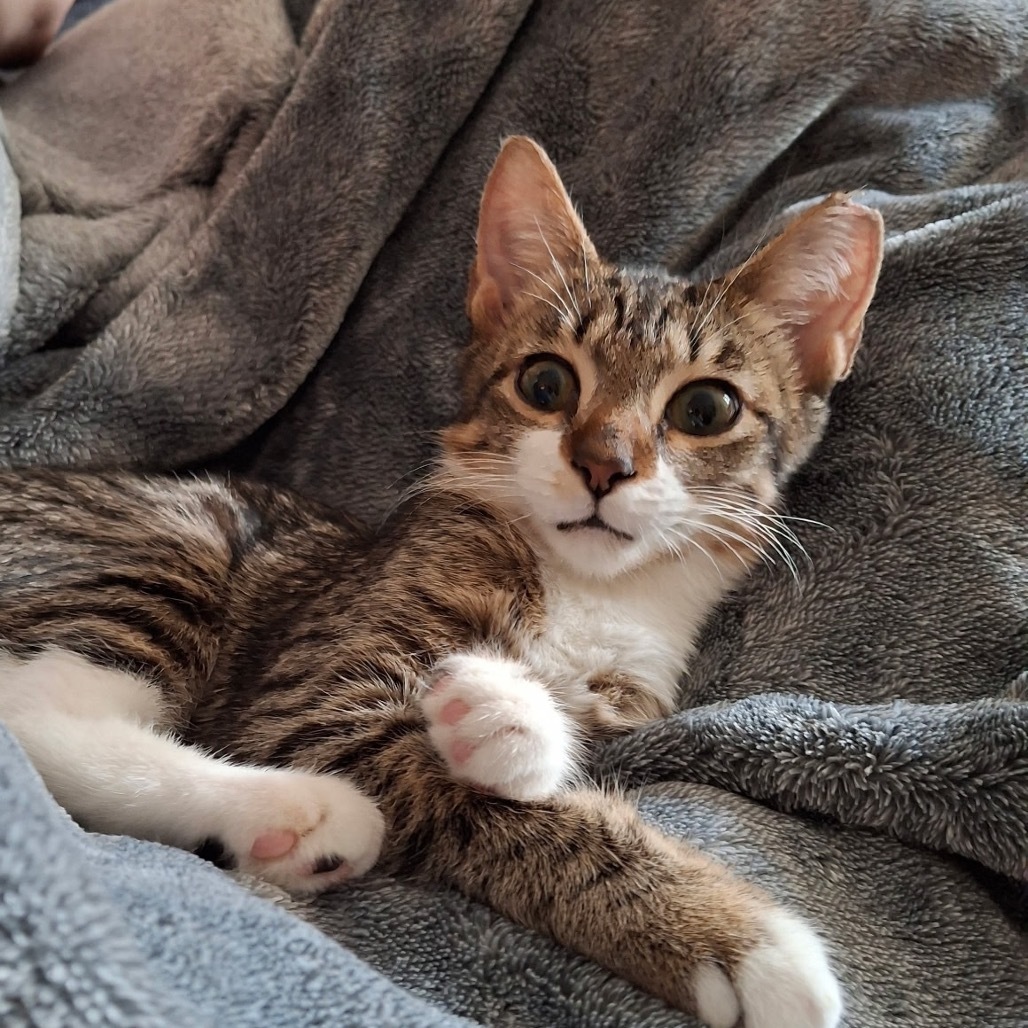 Tabby