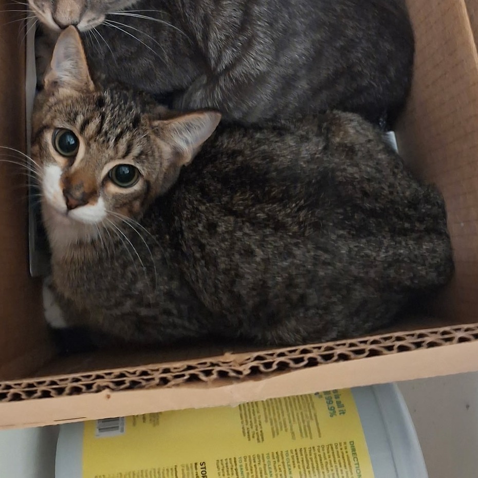 Tabby
