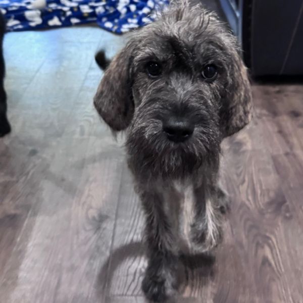 Murphy