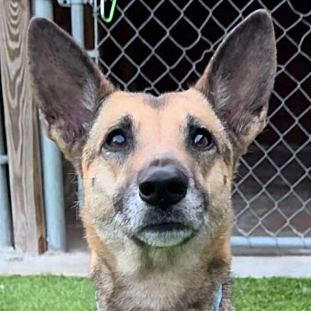 Nova