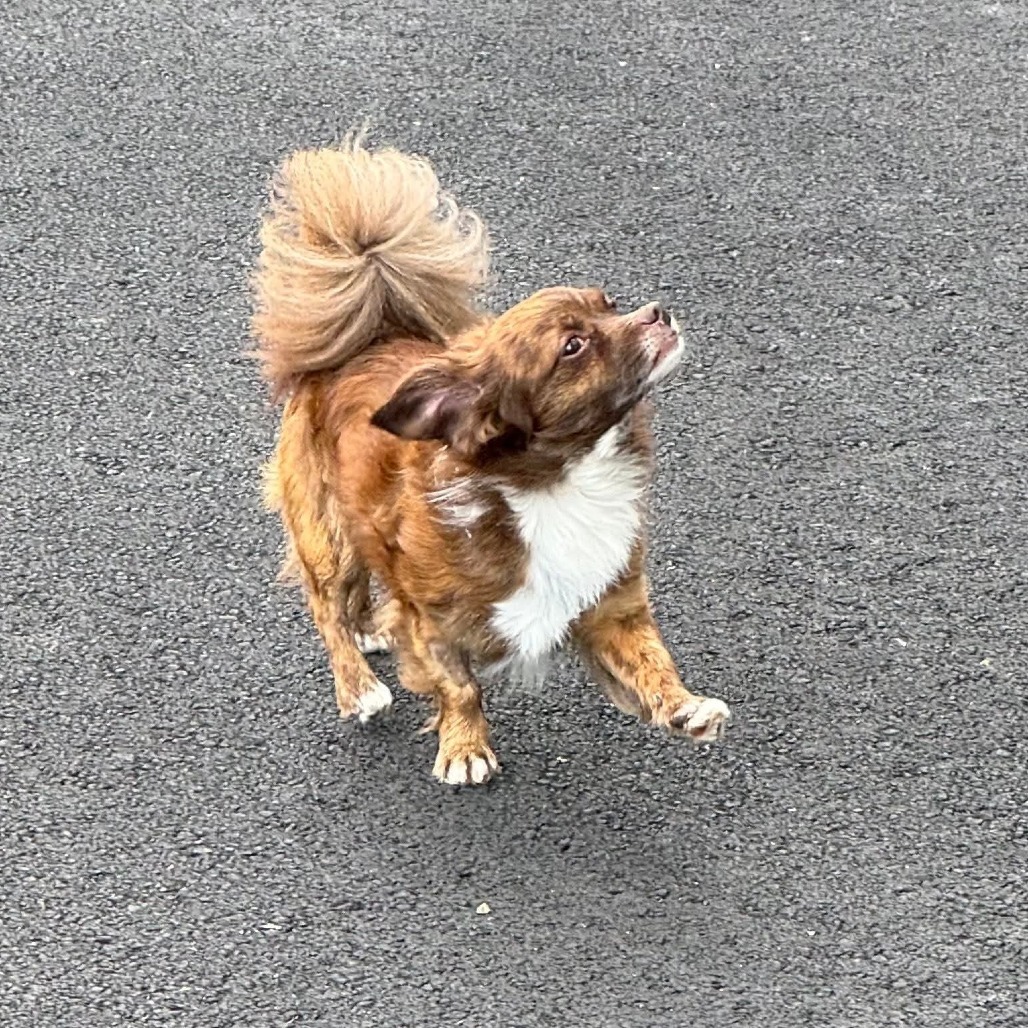 Duke