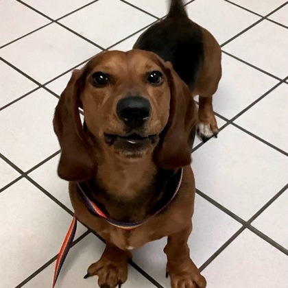 Chico