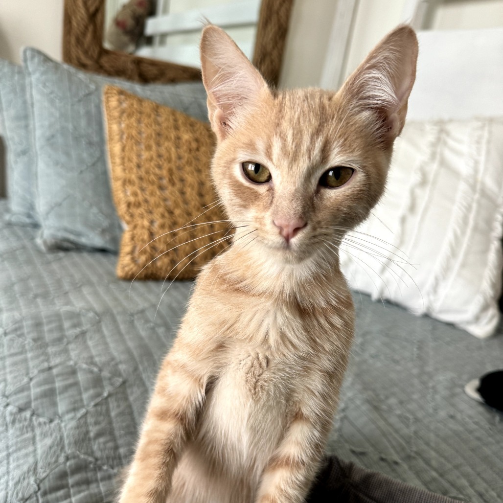 Ollie (Ravioli)
