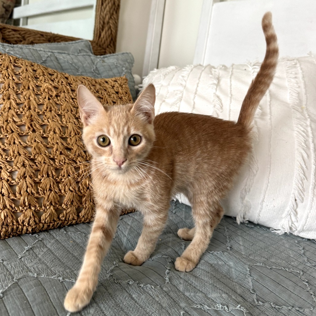 Ollie (Ravioli)