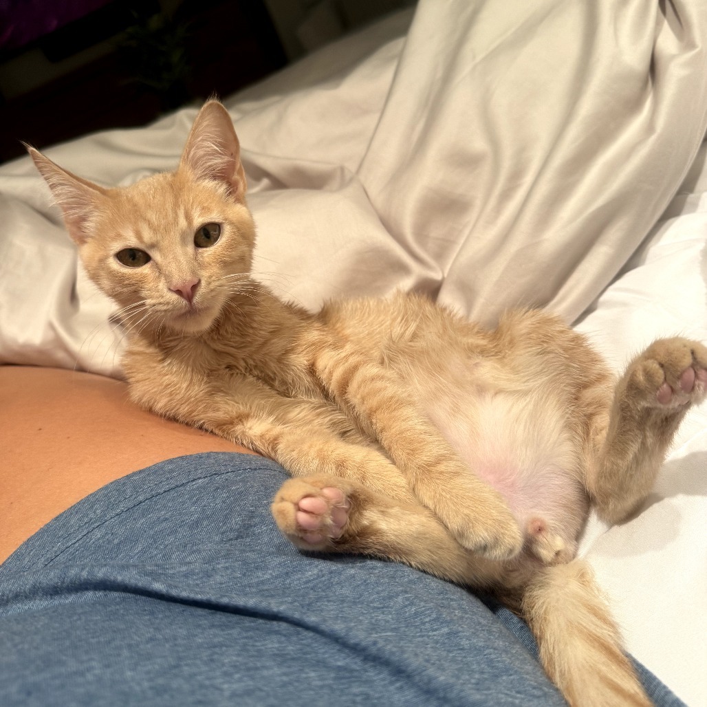 Ollie (Ravioli)