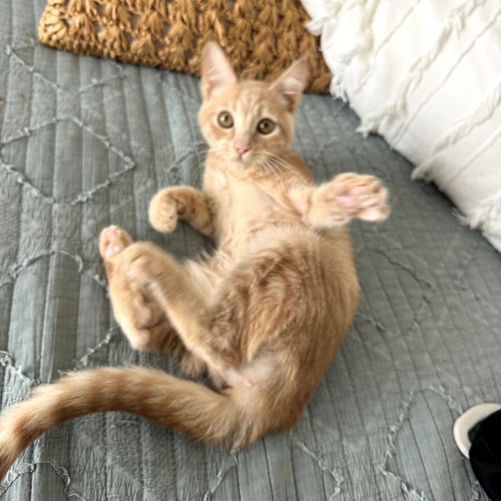 Ollie (Ravioli)