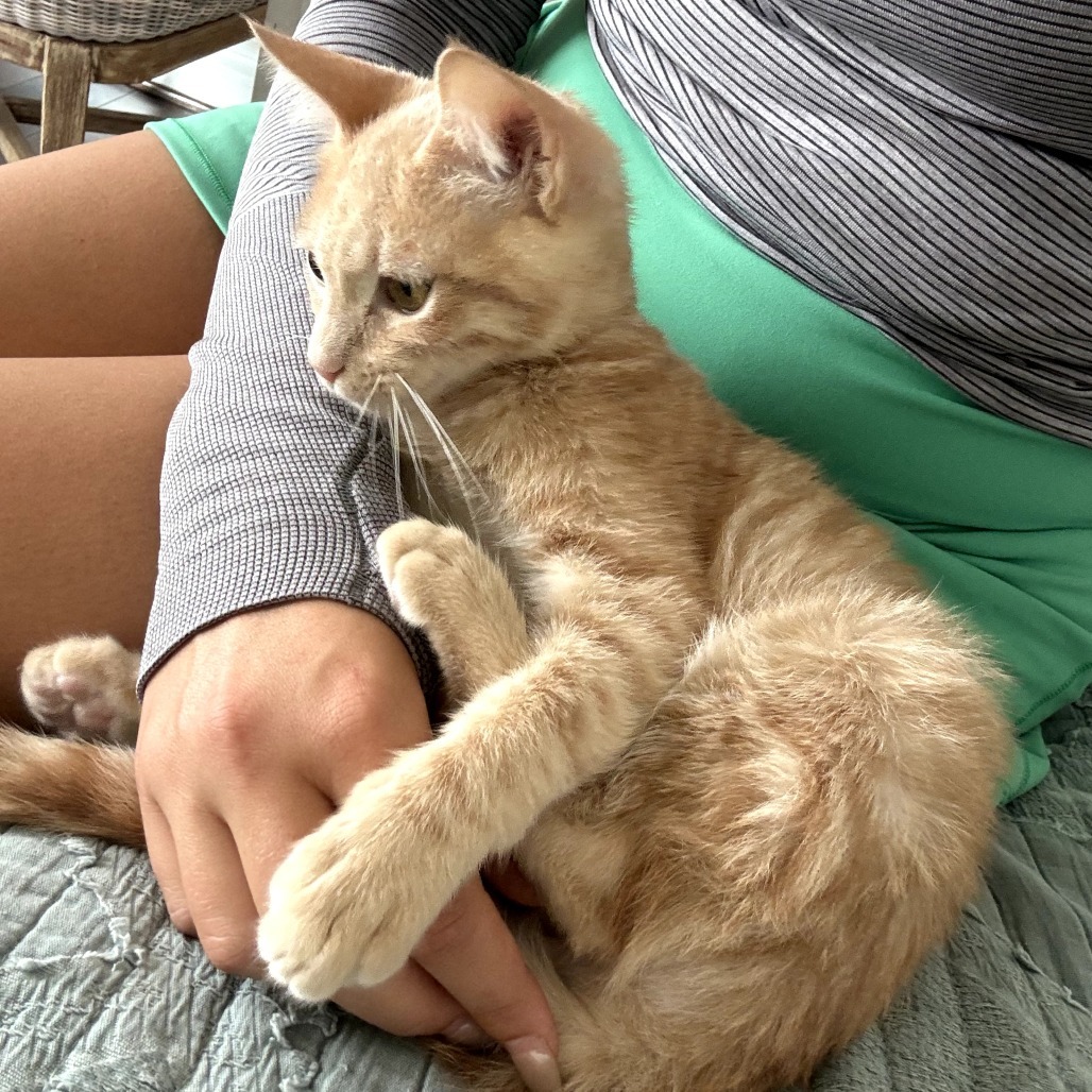 Ollie (Ravioli)
