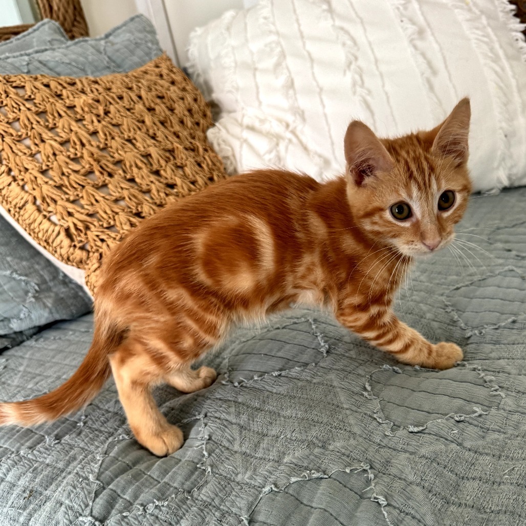 Tigger