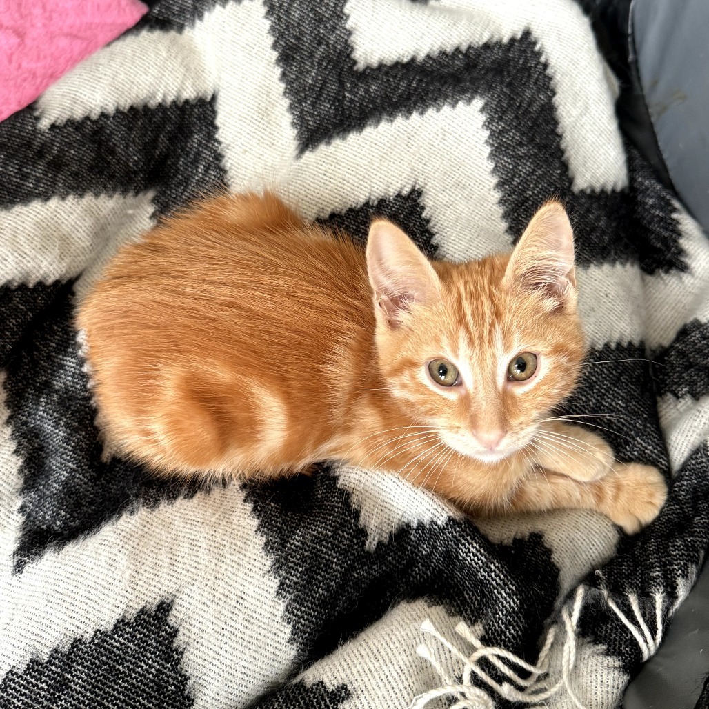 Tigger
