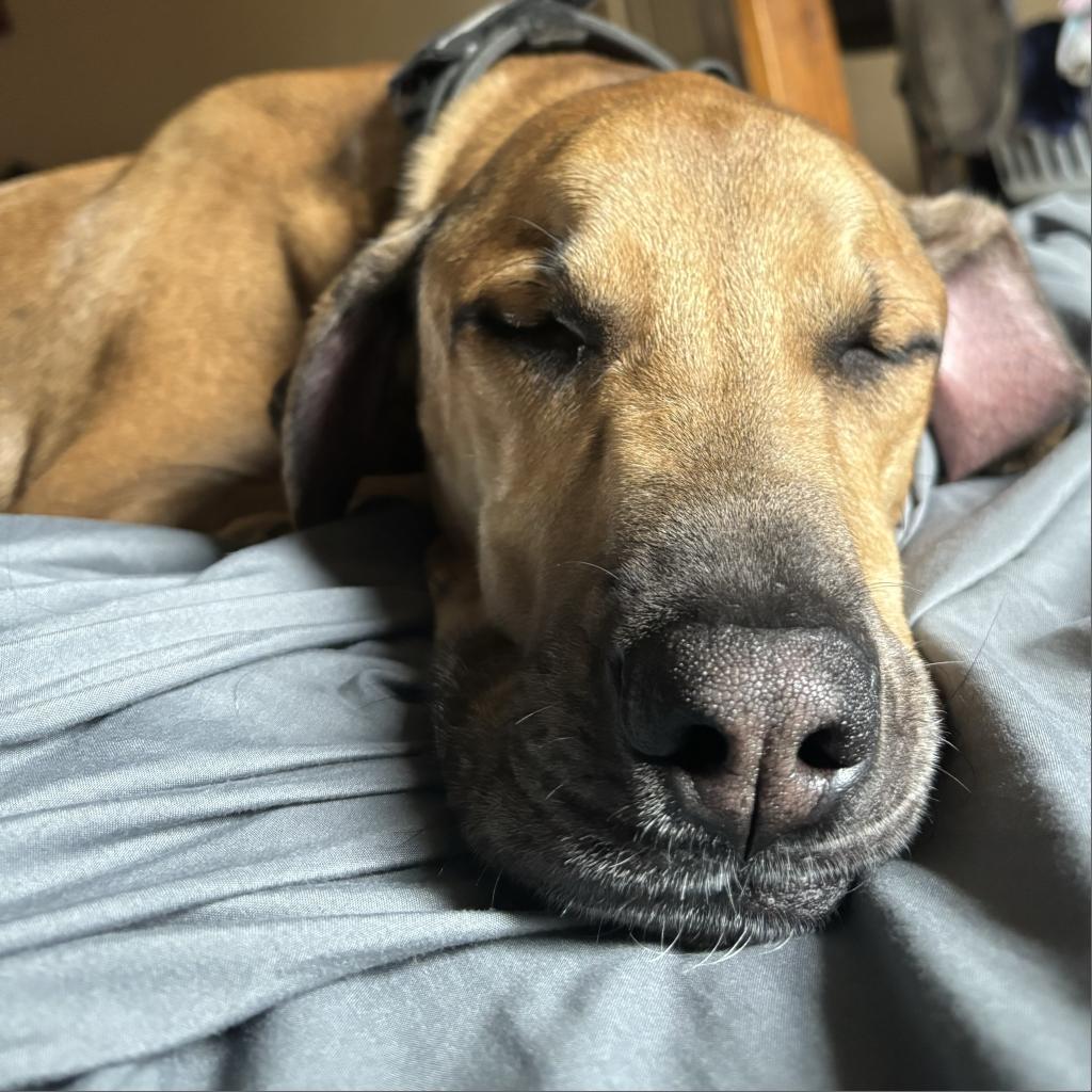 Jett