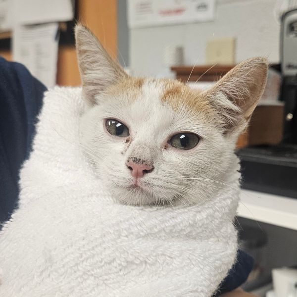Rebecca (working Cat)