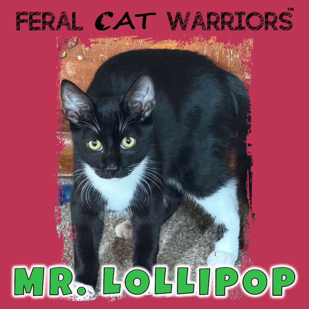 Mr. Lollipop, an adoptable Domestic Short Hair in Kingman, AZ, 86401 | Photo Image 1