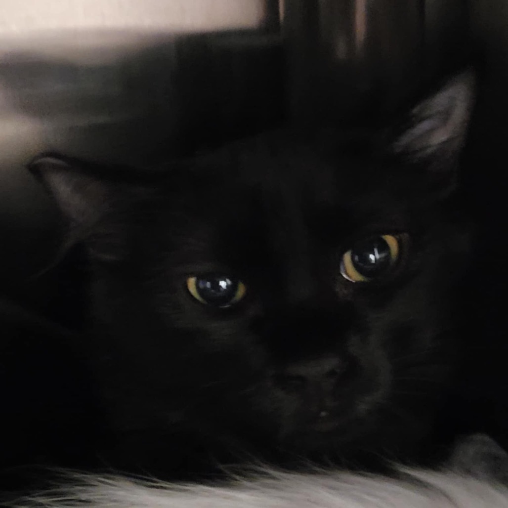 Bastet