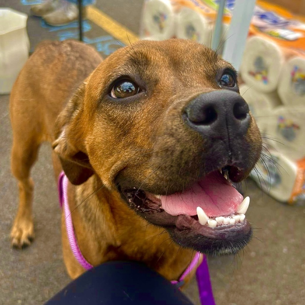Siberia, an adoptable Boerboel, Boxer in Binghamton, NY, 13903 | Photo Image 1