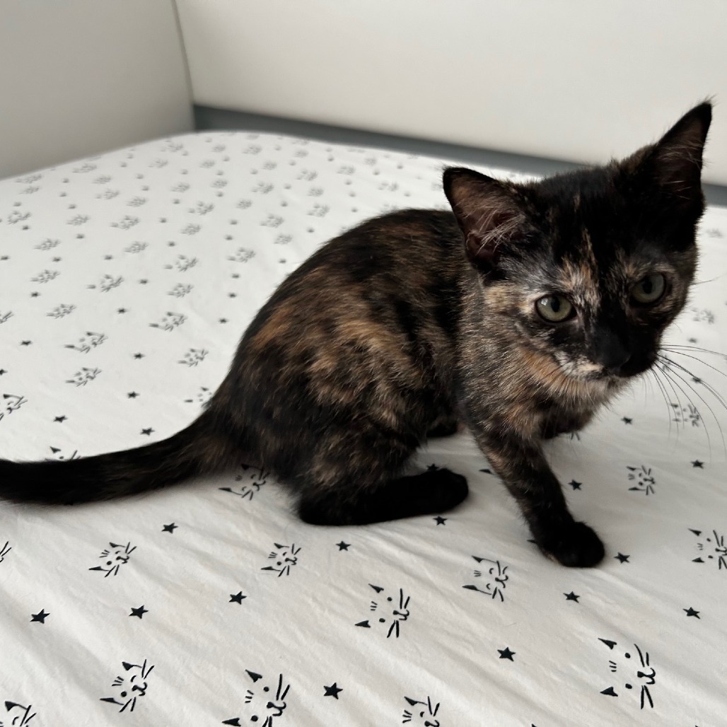 Zorra