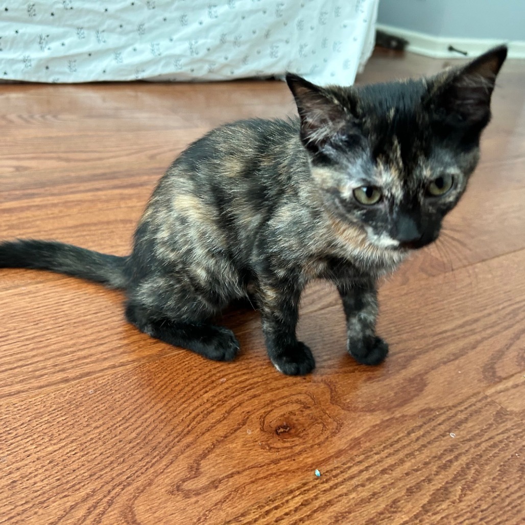 Zorra