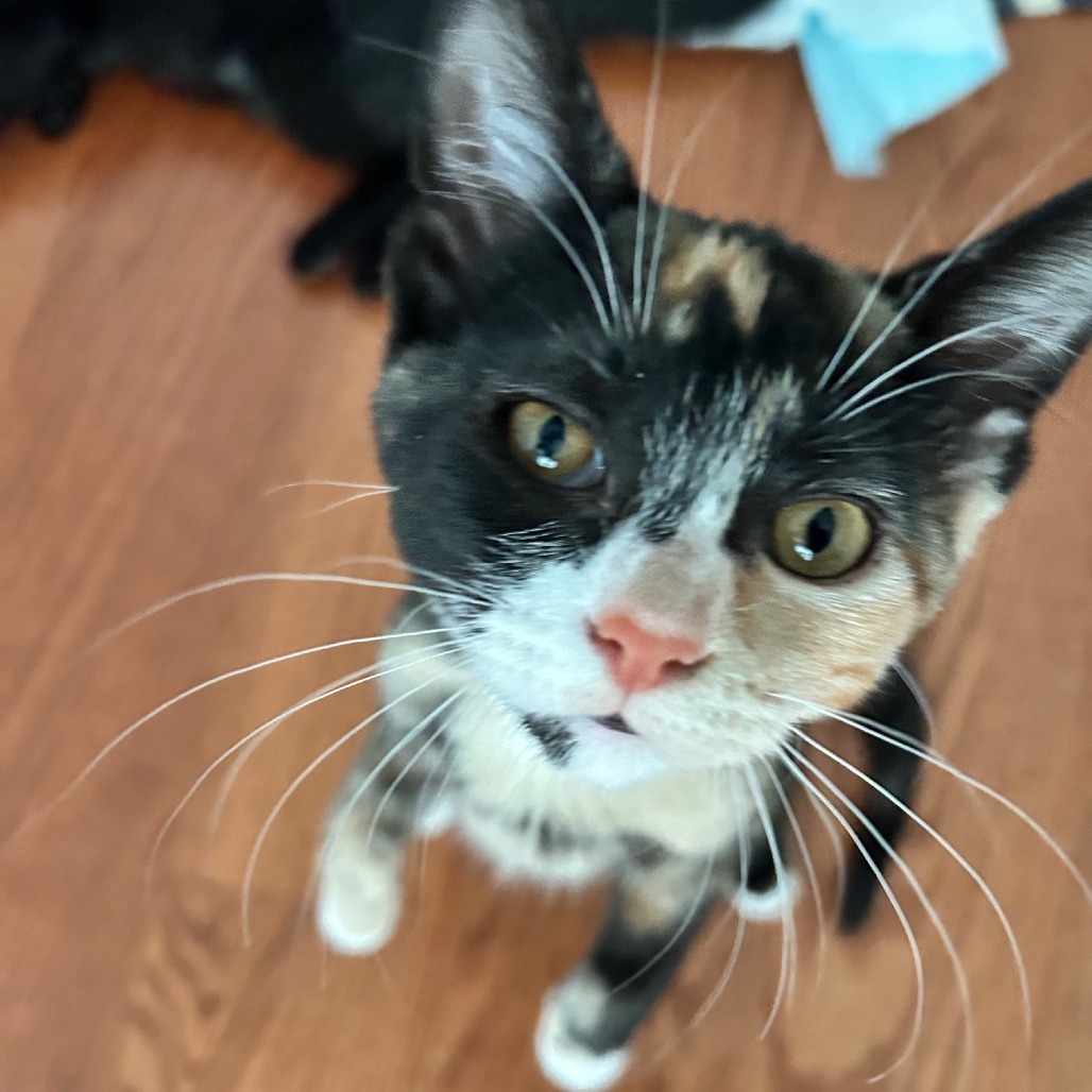 Dora