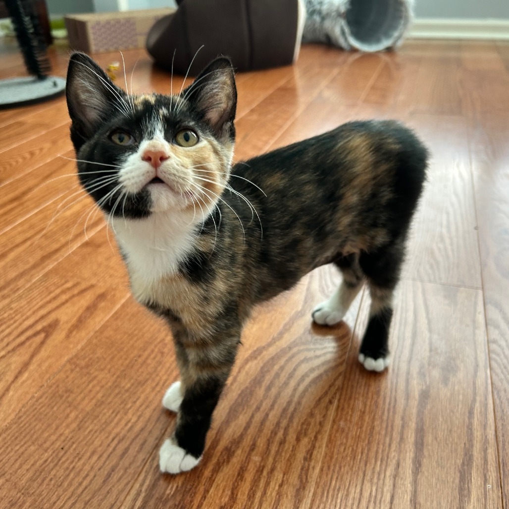 Dora