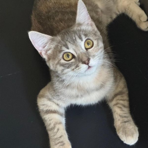 Peaches