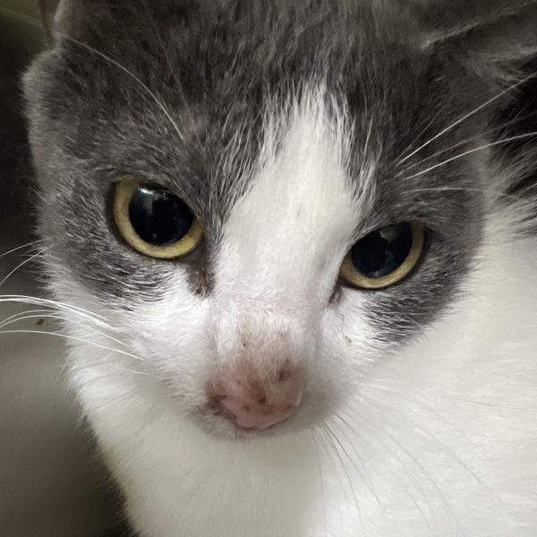 Luca