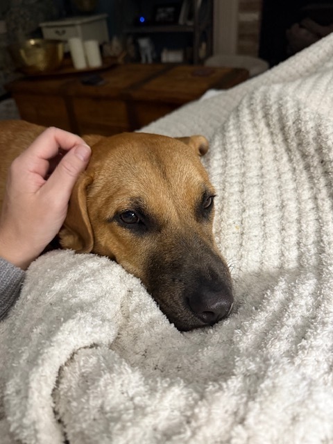 Brownie