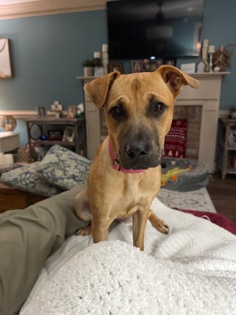 Brownie
