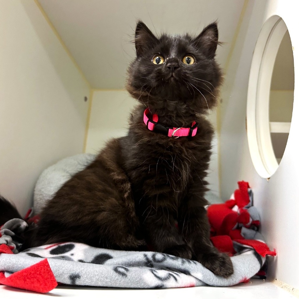 Yzma