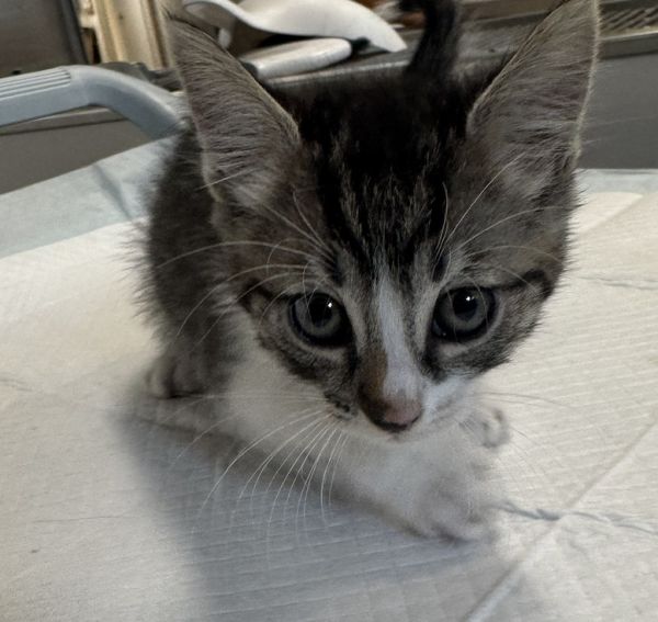Tigger