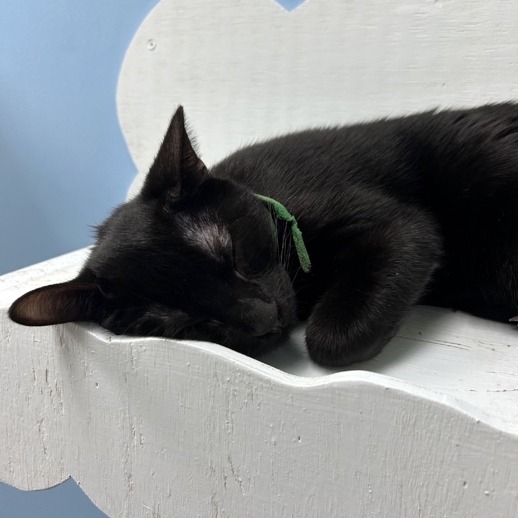 Robin Williams (Green) 27708