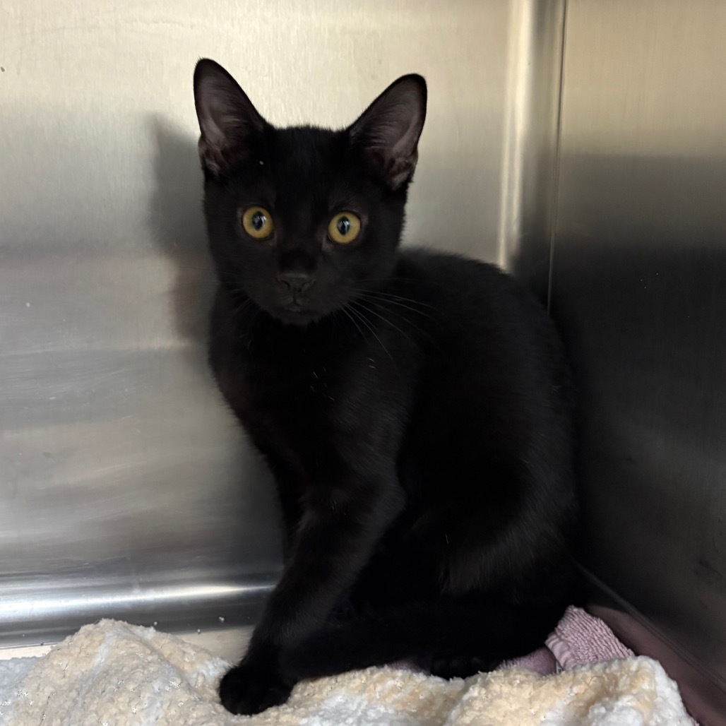 Robin Williams (Green) 27708