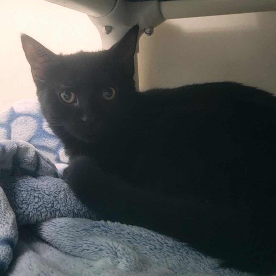 Robin Williams (Green) 27708