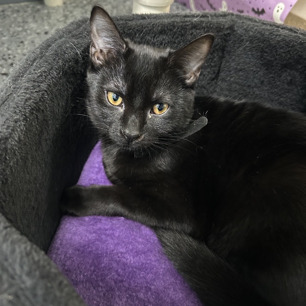 Whoopi (Black) 27710