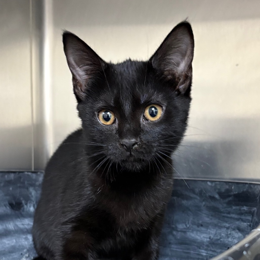 Whoopi (Black) 27710