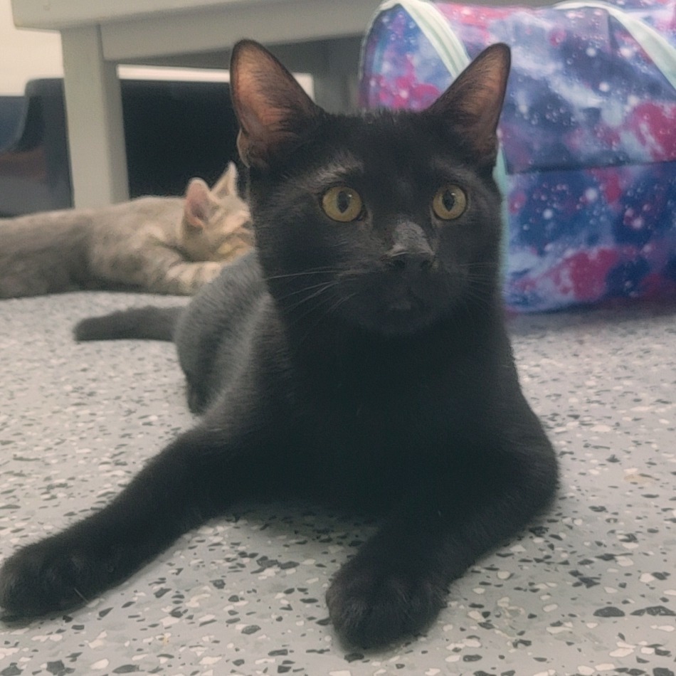 Whoopi (Black) 27710